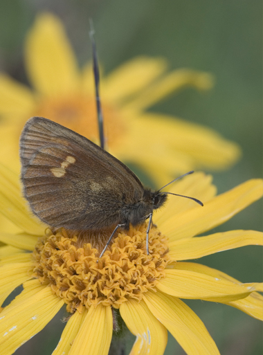 Erebia manto